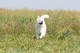 SIBERIAN HUSKY 156